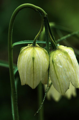 Fritillaria_2_17-04-2005.jpg