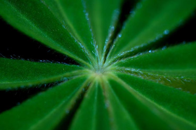 Lupine_1_02-04-2006.jpg