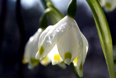 Leucojum-vernum-1.jpg