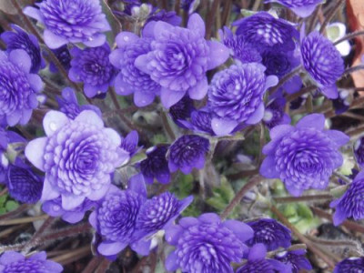hepaticanob.Pleniflora.jpg
