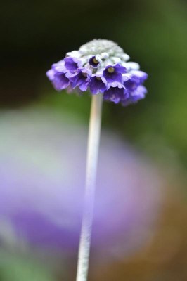 Primula capitata.jpg