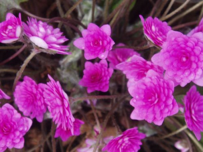 hepnob.RubraPlena.jpg