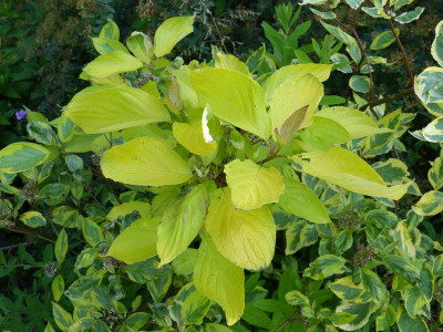 2015-06-29 Cornus 1.jpg