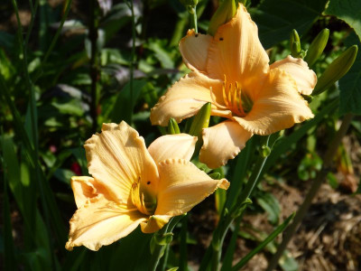 2015-07-04 Hemerocallis 'Bambi Doll'.jpg