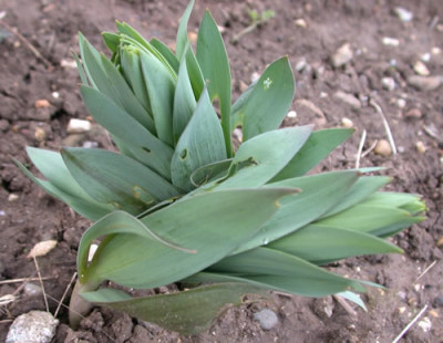Persische_Schachbrettblume_G_24247.jpg