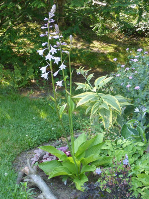 2015-07-04 Hosta 'Heidetum' 1.jpg
