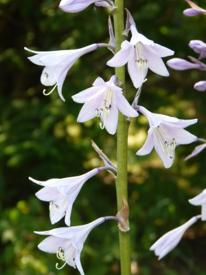 2015-07-04 Hosta 'Heidetum' 2.jpg
