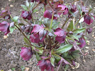 Lenzrose_24261.jpg