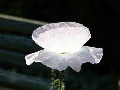 2015-07-04 Gartenimpressionen 2.jpg