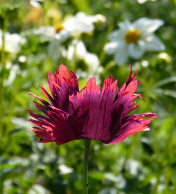 2015-07-04 Gartenimpressionen 3.jpg