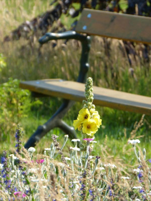 2015-07-04 Gartenimpressionen 5.jpg