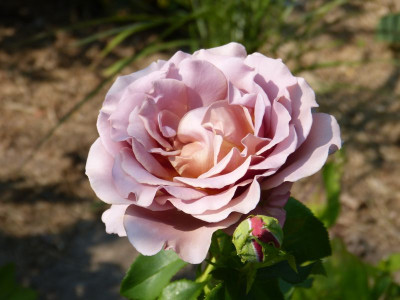 2015-07-04 Rosen 'Koko Loco' 1.jpg