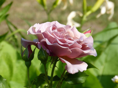 2015-07-04 Rosen 'Koko Loco' 2.jpg