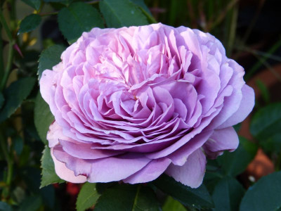 2015-07-04 Rosen 'Lavender Ice'.jpg