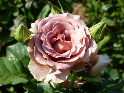 2015-07-04 Rosen 'Mokarosa' 1.jpg
