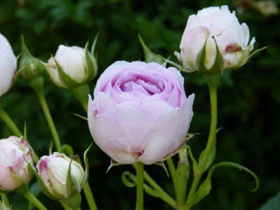 2015-07-04 Rosen 'Vesalius'.jpg