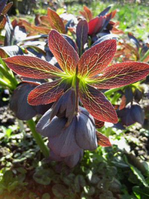 3800_helleborus_gegenlicht.jpg
