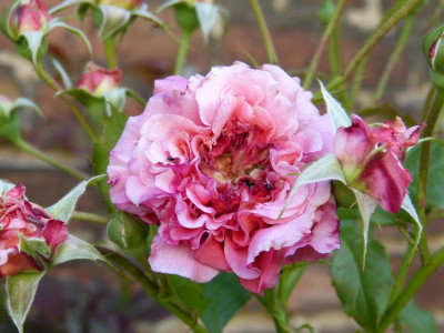 2015-07-04 Rosen 'Wiesenburger Parkprinzesschen' 3.jpg