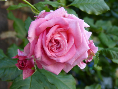 2015-07-04 Rosen 'Wiesenburger Parkprinzesschen' 2.jpg
