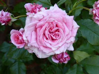 2015-07-04 Rosen 'Wiesenburger Parkprinzesschen' 1.jpg