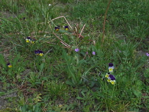 Hornveilchen_1_2_1.JPG