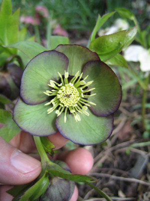 helleborus_3782__gruen_viol.jpg