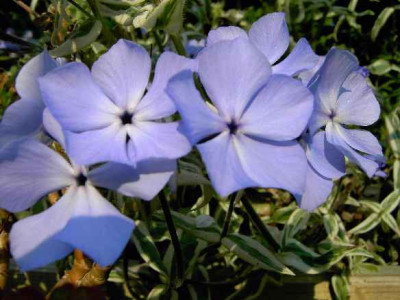 7.5.06._Phlox_divaricata_Mont_Rose__030.JPG