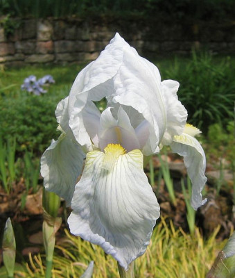 Iris_germanica_x_florentina_20060509_01.jpg
