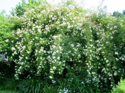 Rosa 'Goldfinch'_2163.jpg