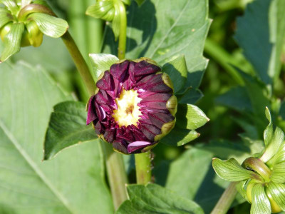 2015-07-04 Dahlie 1.jpg