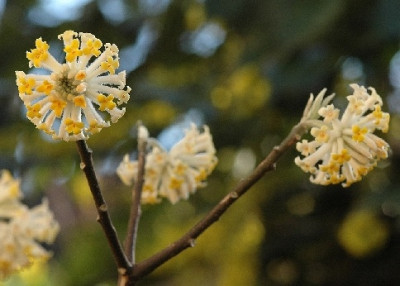 Edgeworthia.jpg