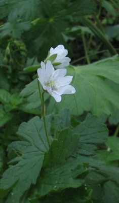 unbekanntes_geranium1_1_2_1.jpg