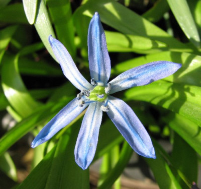 Blumen-4.04.06_007.jpg