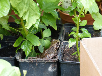 2015-07-04 Frosch.jpg