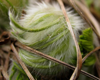 Pulsatilla_f.jpg