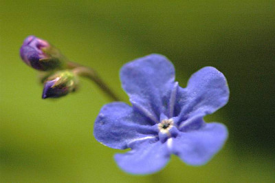 Omphaloides_1_02-04-2006.jpg