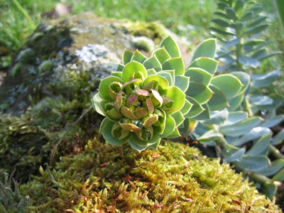 Euphorbia_myrsinites_20060404.jpg
