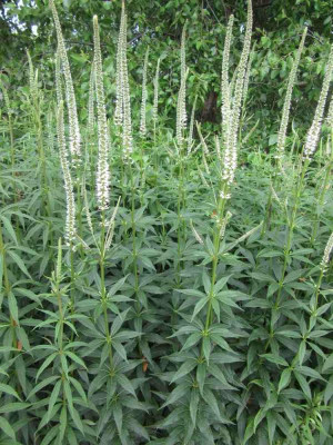 Veronicastrum   slg1.jpg