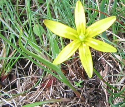 Gagea_pratensis_20060404.jpg