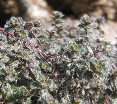 Thymus_pseudolanuginosus_20060404.jpg