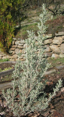 Artemisia_tridentata_20060404.jpg