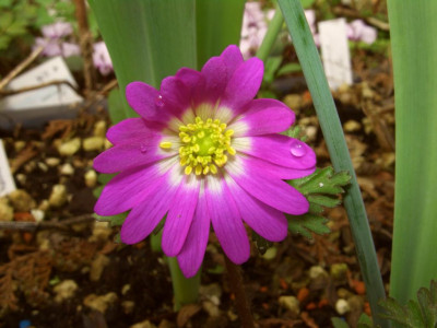 Anemone_blanda_Radar.jpg