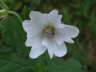 unbekanntes_geranium2_1_7_1.JPG