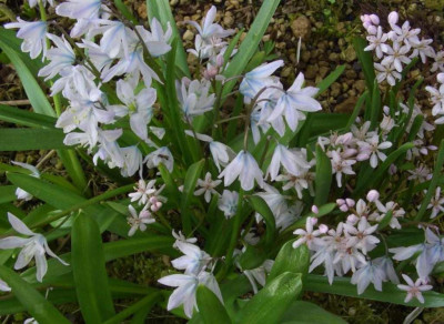 Scilla_bifolia_rosea_und_Mischas.jpg
