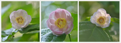 Sinocalycanthus-sinensis-Jul0415_022-small.jpg