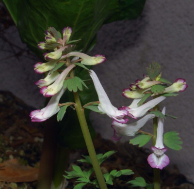 Corydalis_solida_Frodo.jpg