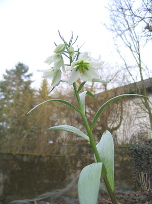 Fritillaria_bucharica_fars.jpg