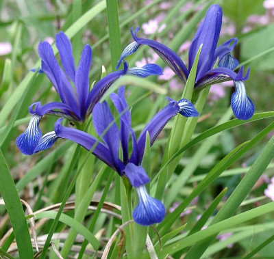 05310003_eIris_sintenisii.JPG