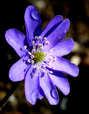 Hepatica-3.jpg