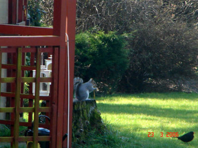 Squirrel.jpg